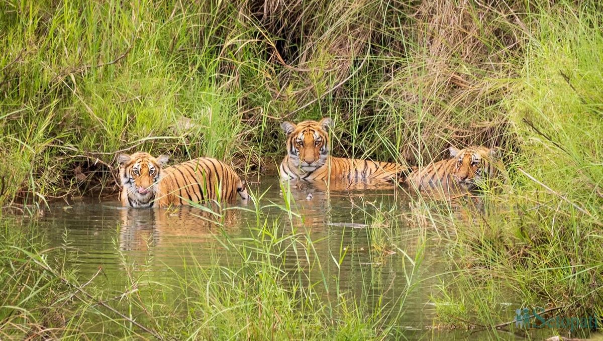 फाइल तस्बिर।